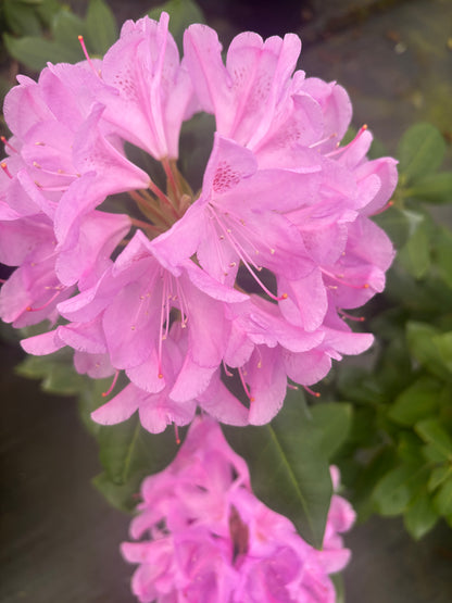 Rhododendron catawbiense "Lavender"