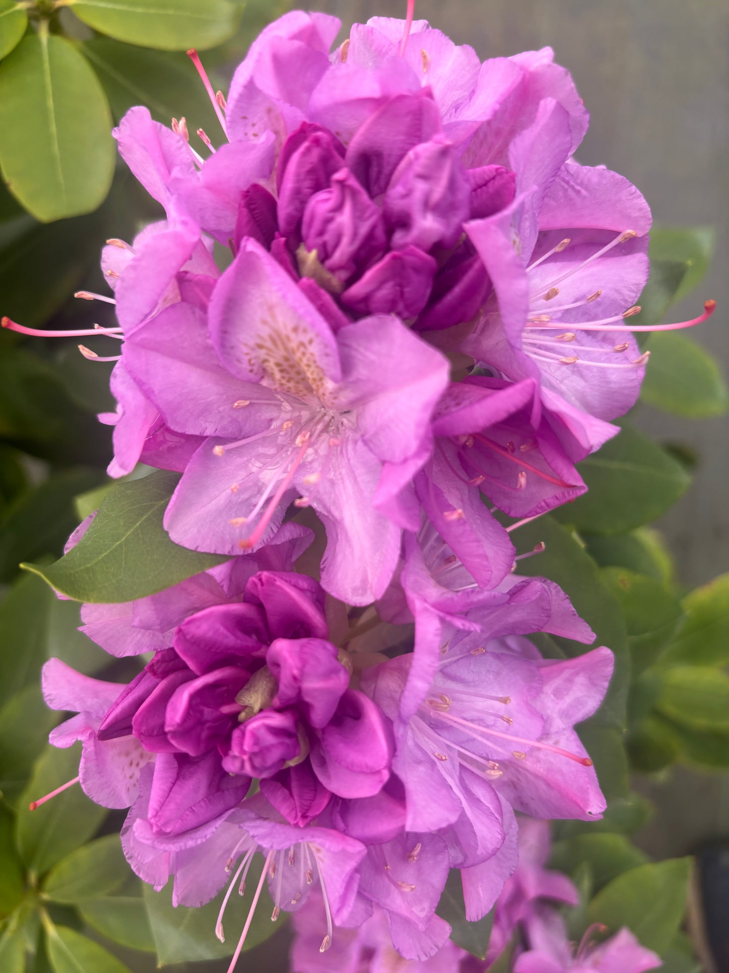 Rhododendron catawbiense "Lavender"