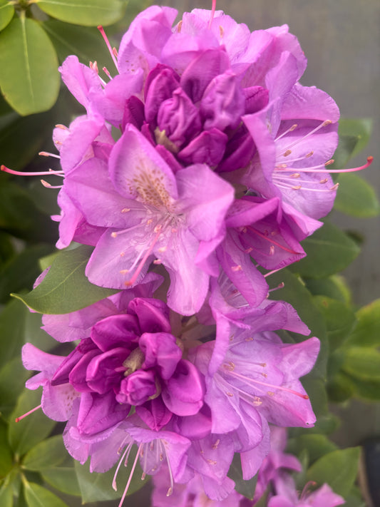 Rhododendron catawbiense "Lavender"
