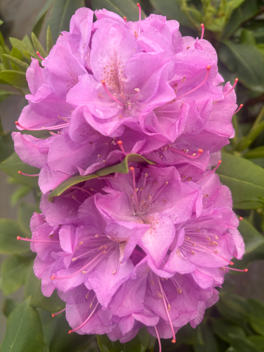 Rhododendron catawbiense "Lavender"
