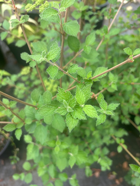 Viburnum dilatatum 'Daruma'