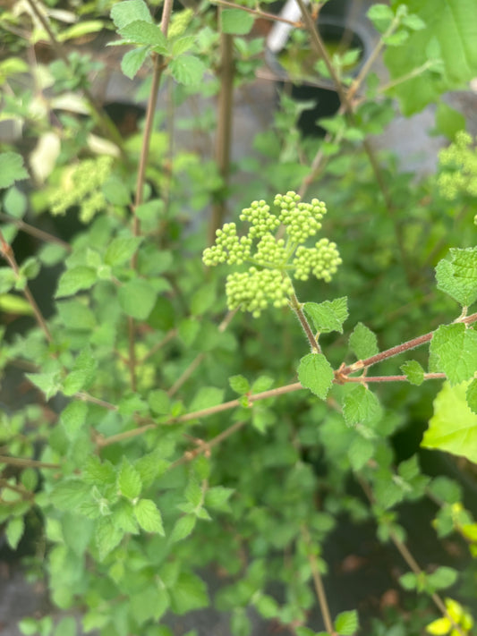 Viburnum dilatatum 'Daruma'