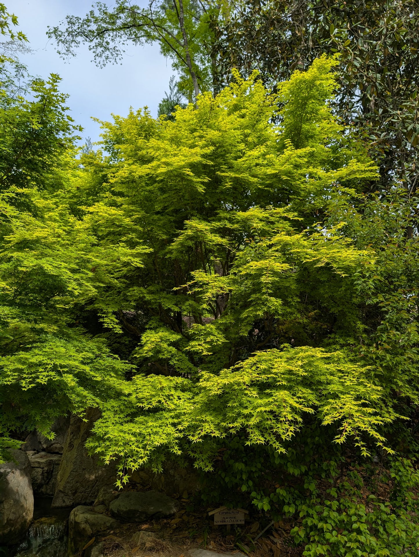 Acer palmatum 'Katsura' Rare Japanese Maple Tree