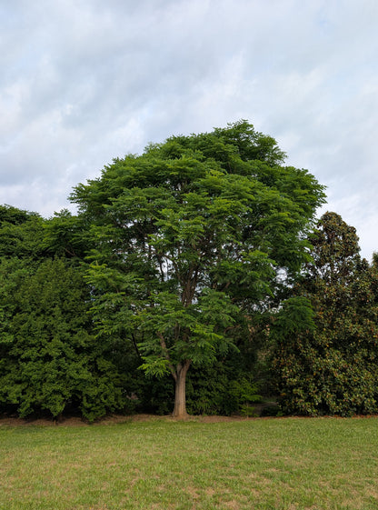 Gymnocladus dioicus (Kentucky Coffee Tree)