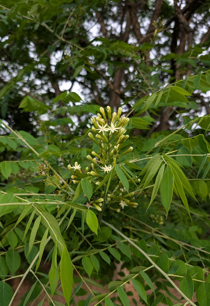Gymnocladus dioicus (Kentucky Coffee Tree)