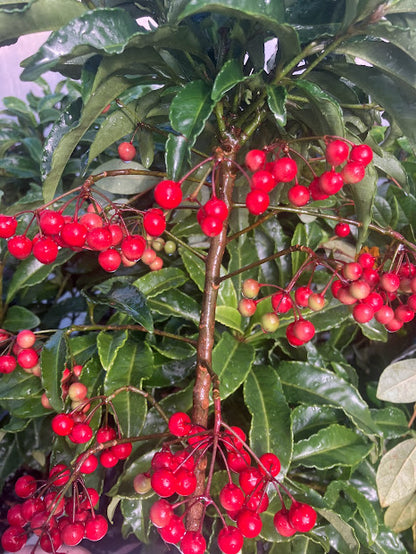 Ardisia crenata – Garden Treasures Nursery