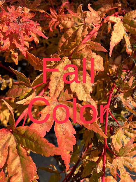 Acer palmatum 'Wildfire'