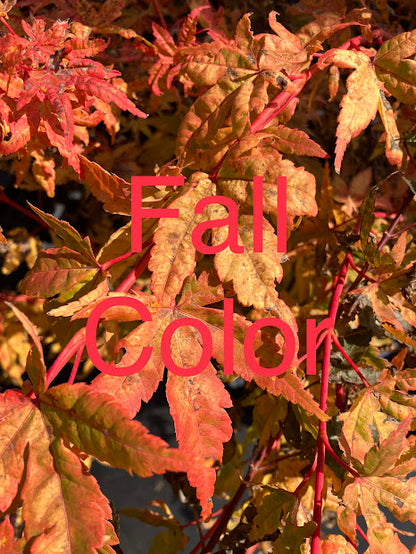 Acer palmatum 'Wildfire'