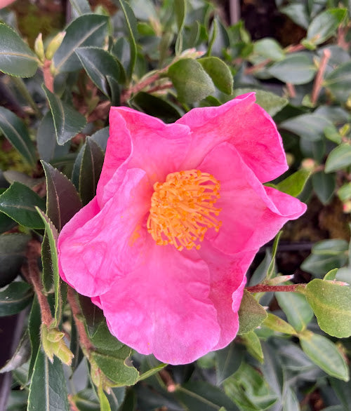Camellia sasanqua 'Pink Pixie'  RARE!  NEW GARDEN TREASURES EXCLUSIVE INTRODUCTION