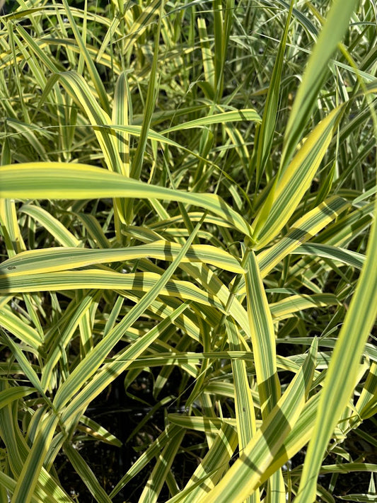 Arundo donax 'Golden Chain'
