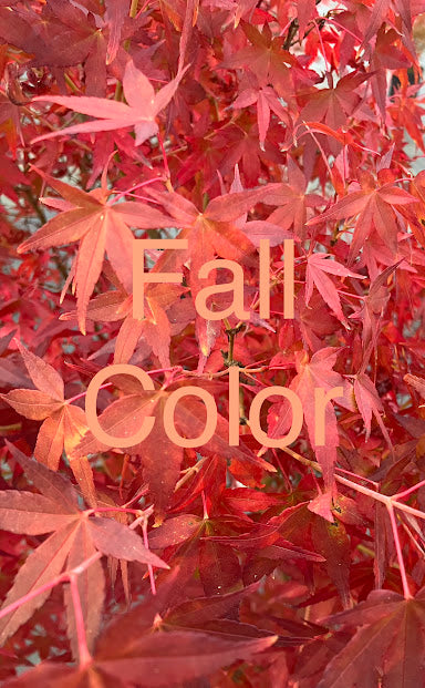 Acer palmatum 'Katsura' Rare Japanese Maple Tree