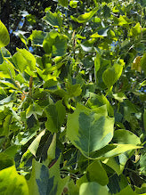 Liriodendron tulipifera 'Aureomarginatum' Tulip Poplar Tree