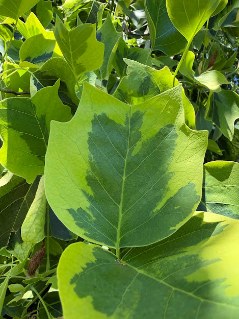 Liriodendron tulipifera 'Aureomarginatum' Tulip Poplar Tree