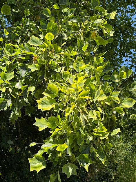 Liriodendron tulipifera 'Aureomarginatum' Tulip Poplar Tree