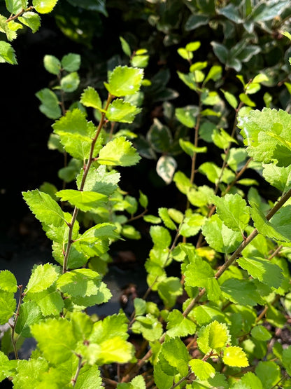 Betula x plettkei 'Golden Treasure' Birch Tree