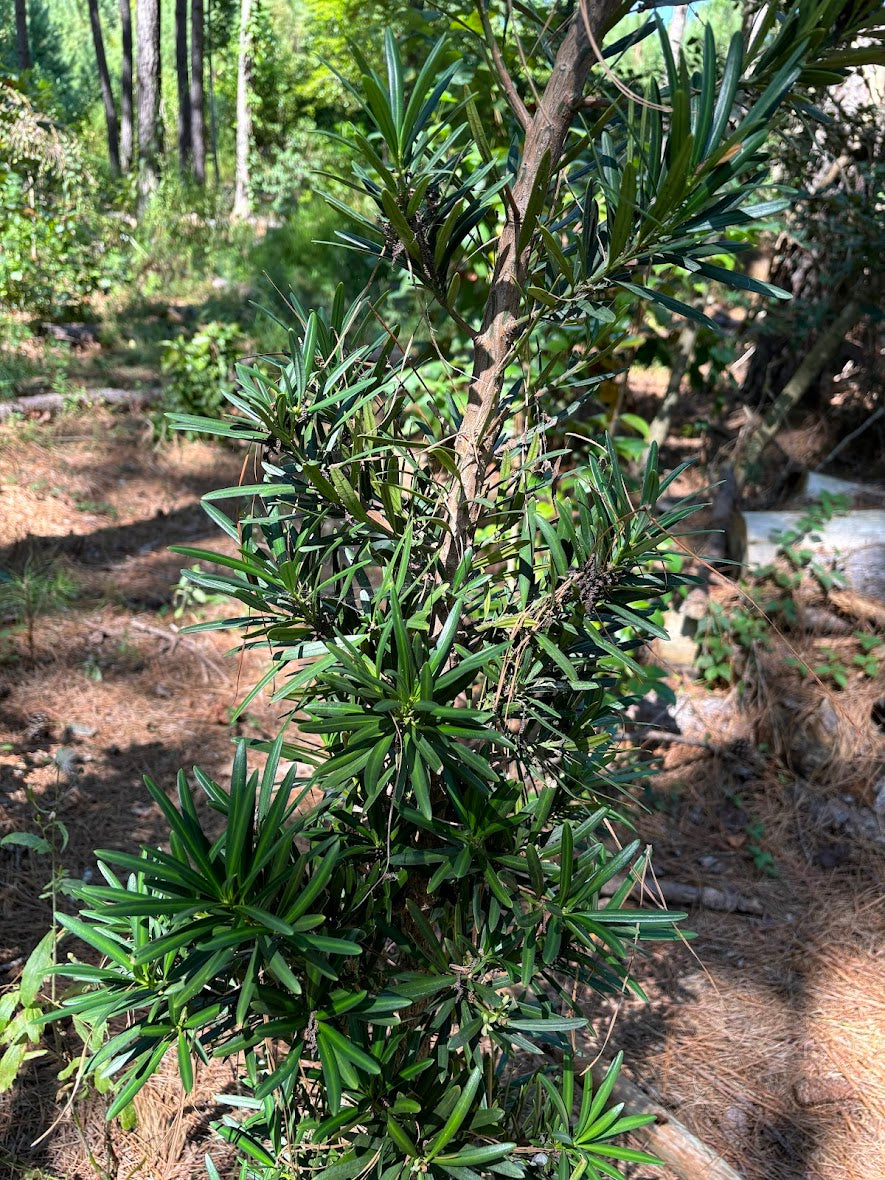Podocarpus macrophyllus 'Pringle'