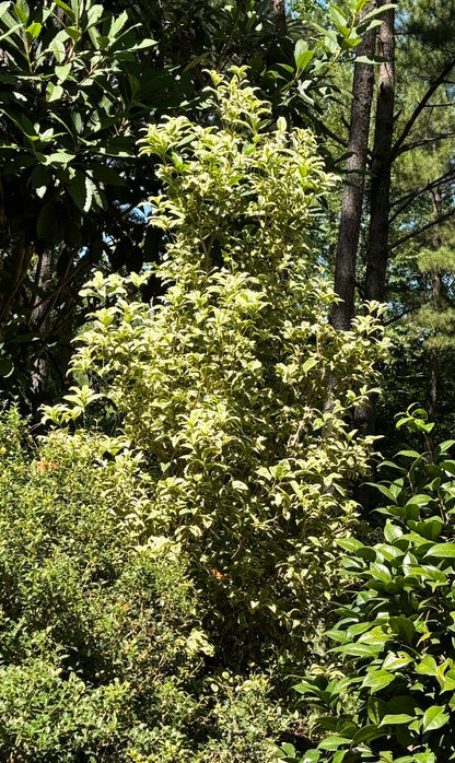 Osmanthus fragrans 'Yuntinan Caigui' RARE
