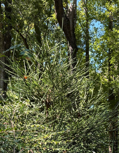 Cryptomeria japonica 'Araucariodes'