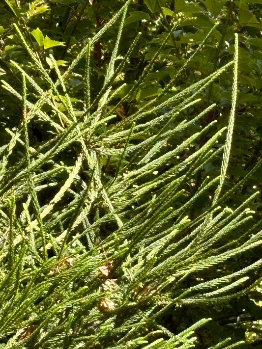 Cryptomeria japonica 'Araucariodes'