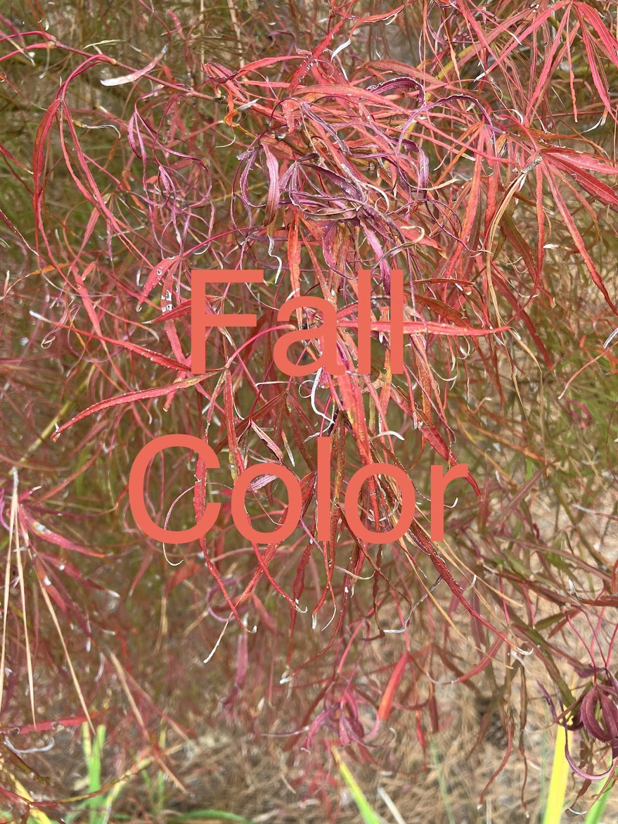 Acer palmatum 'Koto No Ito'