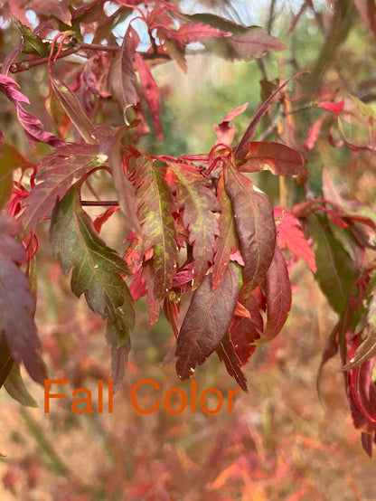 Acer palmatum 'Beni Hagoromo' Red Feather Leaf Japanese Maple