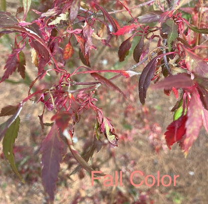 Acer palmatum 'Beni Hagoromo' Red Feather Leaf Japanese Maple