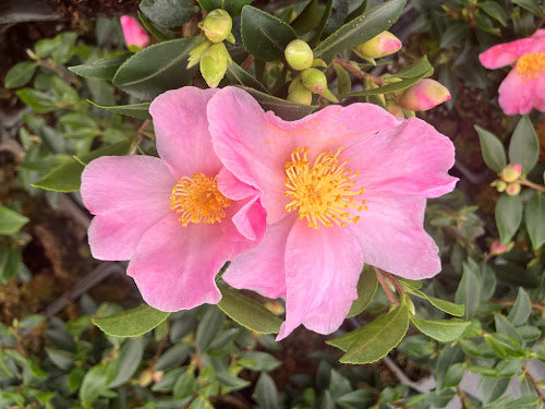 Camellia sasanqua 'Pink Pixie'  RARE!  NEW GARDEN TREASURES EXCLUSIVE INTRODUCTION