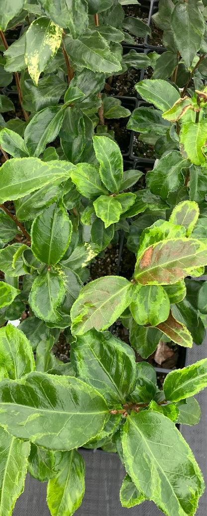 Camellia japonica ‘Mars Attack’ - EXCLUSIVE NEW RELEASE, GARDEN TREASURES INTRODUCTION.  VERY RARE!