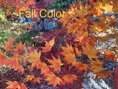 Acer palmatum 'Beni Shi En'