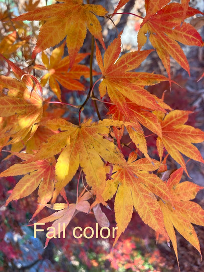Acer palmatum 'Beni Shi En'