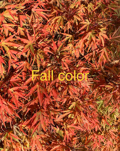 Acer palmatum 'Yuri Hime'