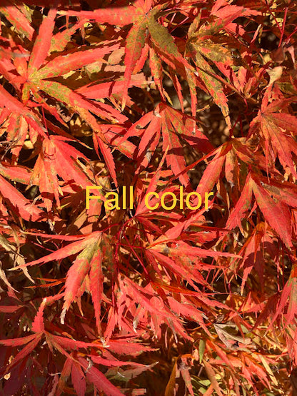 Acer palmatum 'Yuri Hime'