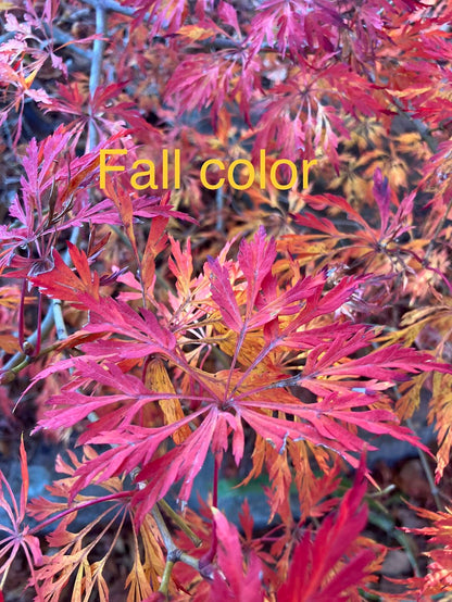 Acer japonicum 'Green Cascade'
