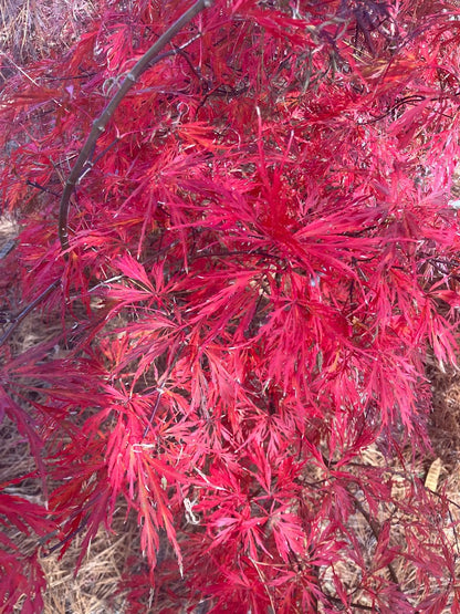 Acer palmatum 'Germaine's Gyration'