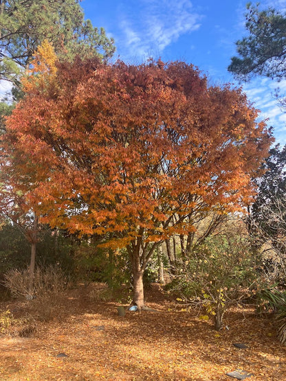 Zelkova serrata 'Bright Park'
