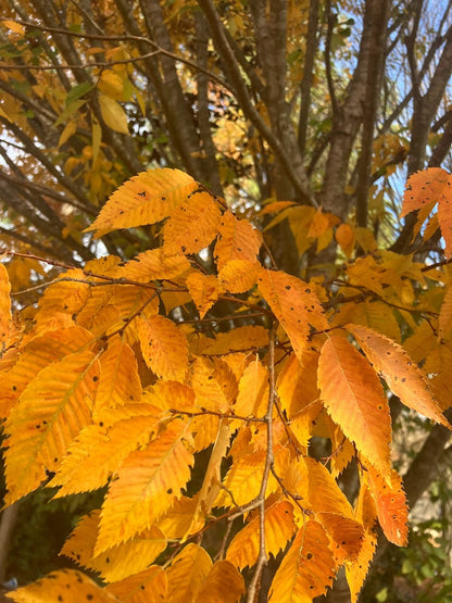 Zelkova serrata 'Bright Park'