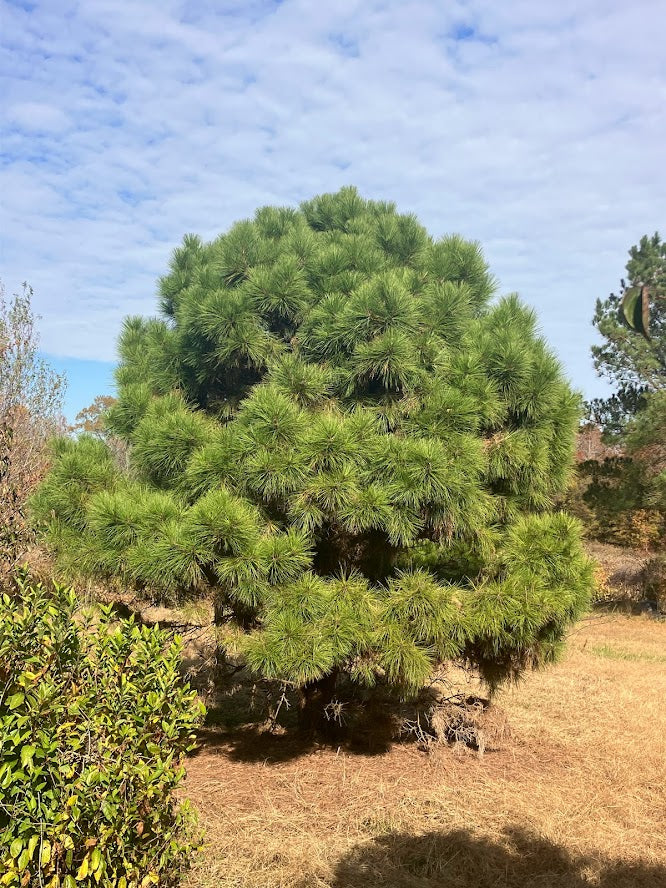Pinus taeda "Garden Treasures Gems" EXCLUSIVE NEW RELEASE!  RARE!!!