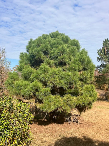 Pinus taeda "Garden Treasures Gems" EXCLUSIVE INTRODUCTION!  RARE!!