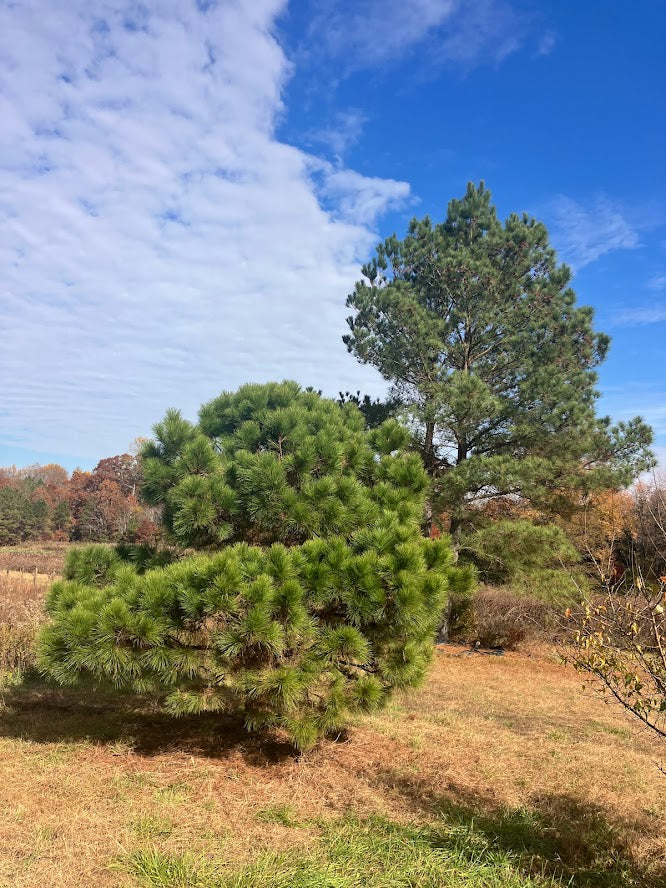Pinus taeda "Garden Treasures Gems" EXCLUSIVE NEW RELEASE!  RARE!!!