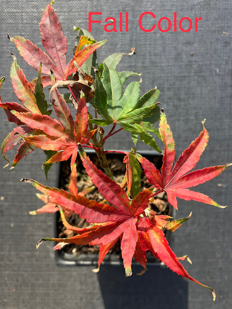 Acer palmatum 'Shishi Yatsubusa'
