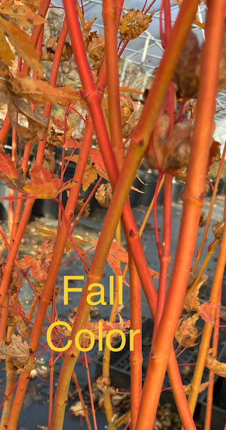 Acer palmatum 'Wildfire'