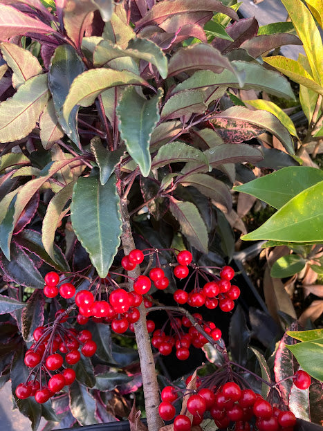 Ardisia crenata 'Beni Kajaku'