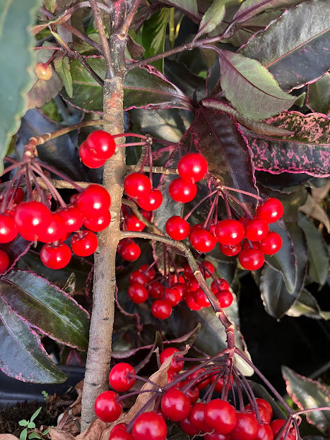 Ardisia crenata 'Beni Kajaku'