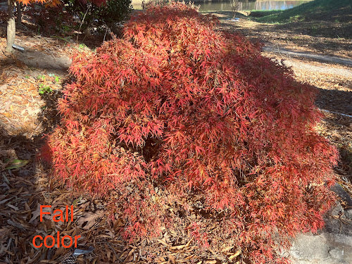 Acer palmatum 'Yuri Hime'