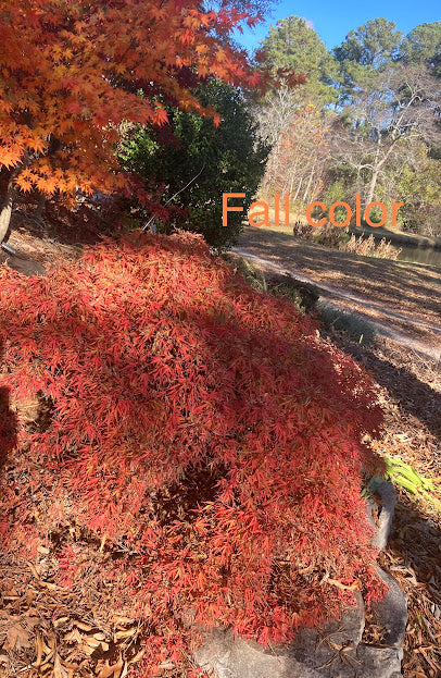Acer palmatum 'Yuri Hime'