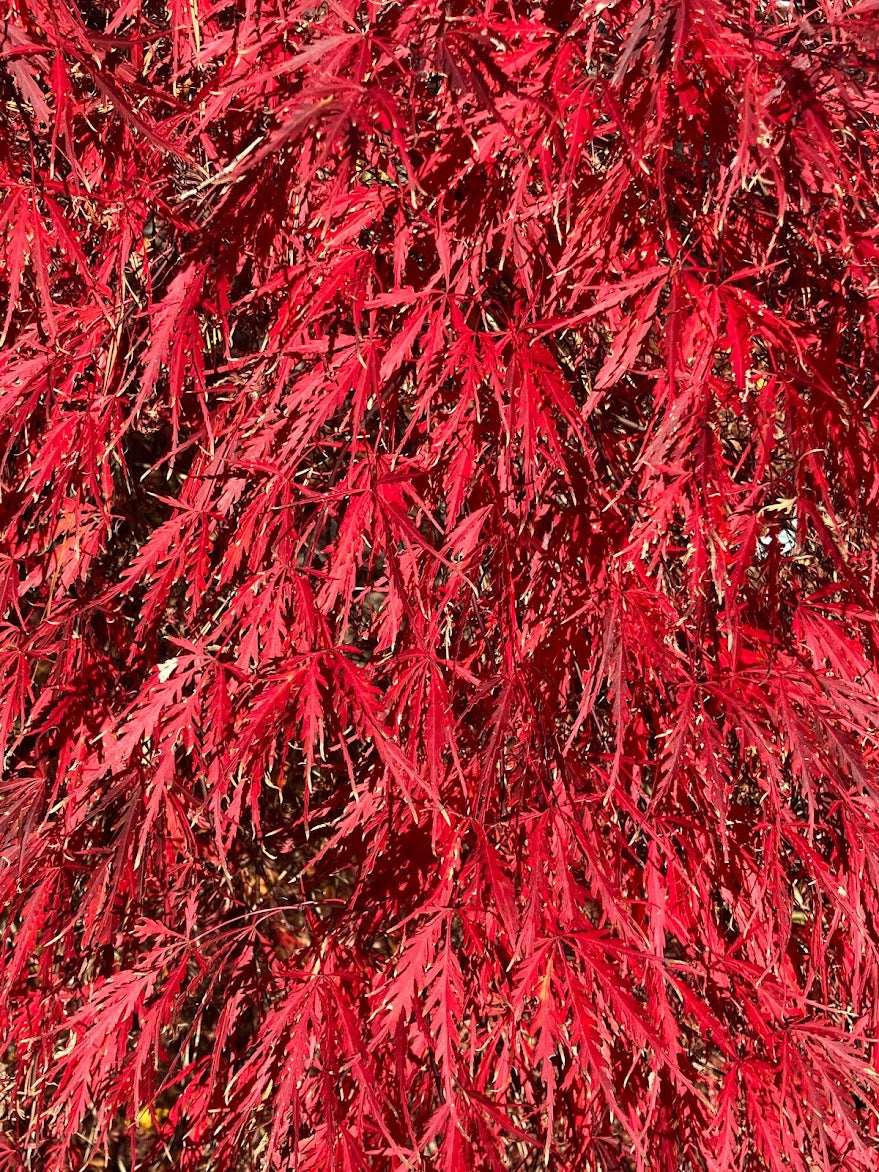 Acer palmatum 'Tamukeyama'
