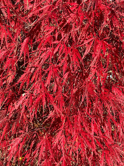 Acer palmatum 'Tamukeyama'