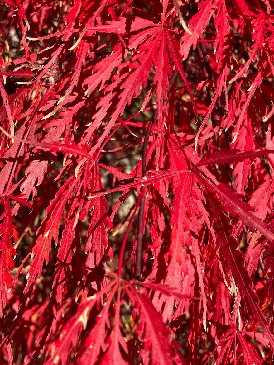 Acer palmatum 'Tamukeyama'