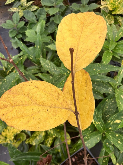 Calycanthus floridus 'Athens' Sweetshrub