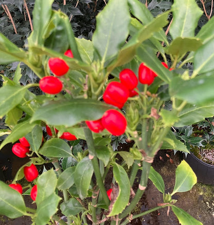 Aucuba japonica 'Little Angel'